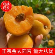 【杏】陕西正宗金太阳杏大量上市一手货源供应全国