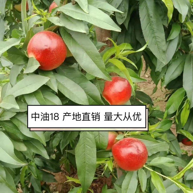 【桃】中油18现摘先发可视频看货长期供应各大市场