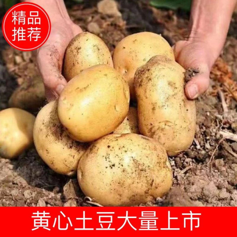 精品湖北黄心土豆大量上市。产地直发质量可靠欢迎选购