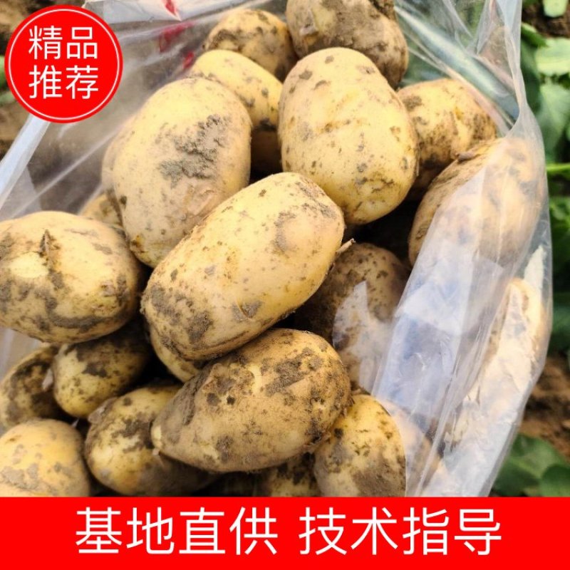 【精品】湖北天门黄皮黄心土豆产地直供大量上市品质保证