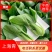 精品上海青小油菜飘儿白小青菜产地一手货源常年供应货源充足