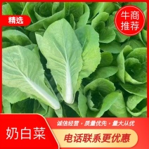 精品快菜毛白菜杭白菜水白五号菜小白菜奶白菜产地一手货源