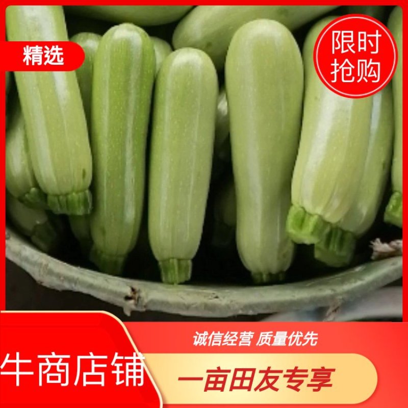 西葫芦绿皮西葫芦大量供应基地直供全国代发