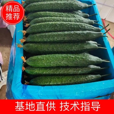 【油亮黄瓜】大量上市,质量保证,产地直发一手货源诚心经营