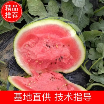 甜王西瓜电商优选精品商超规格小销量大需要联系