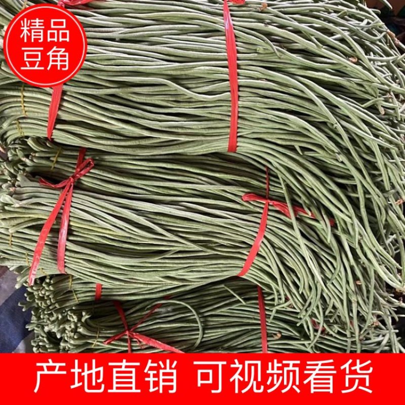 豆角精品长豆角产地现摘现发可视频看货量大从优