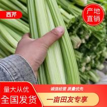 【芹菜】精品西芹产地直销无中介商量大从优全国发货