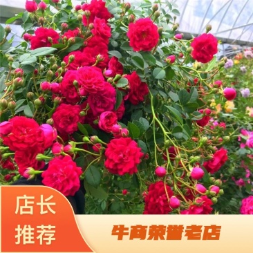 四季红木香特大爬藤植物甜蜜黄木香庭院阳台多季开花藤本花卉