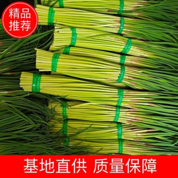 通许红帽蒜苔大量上市质量保证一手货源基地直发视频看货