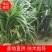 吉祥草。成活率高。一手货源。产地直供。视频看货。