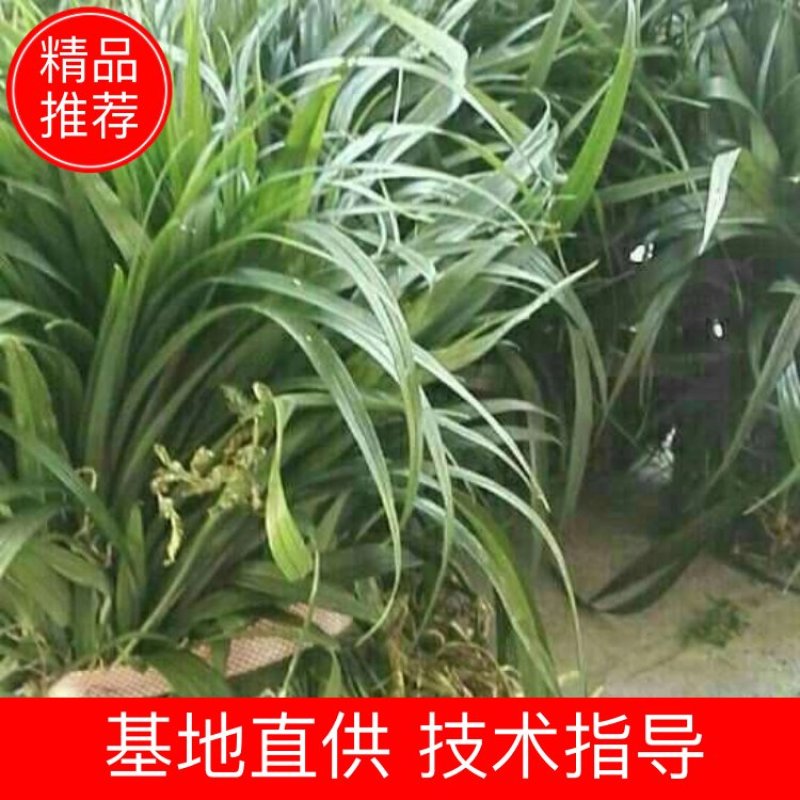 吉祥草。成活率高。一手货源。产地直供。视频看货。