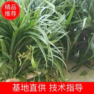 吉祥草。成活率高。一手货源。产地直供。视频看货。