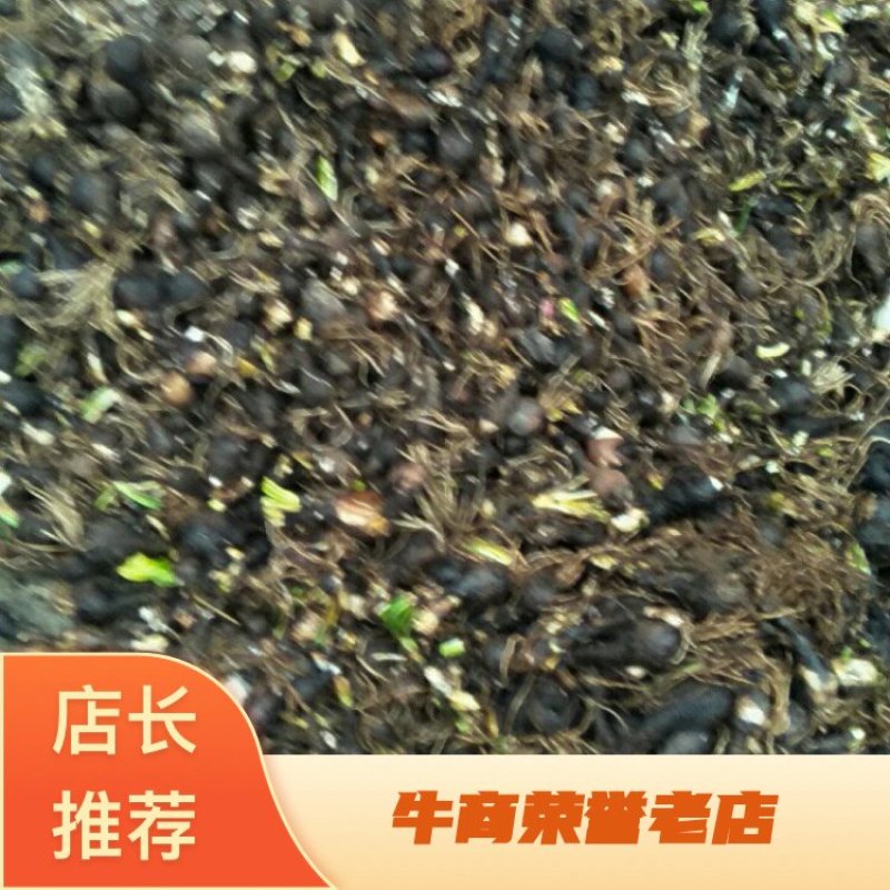 石蒜。彼岸花。