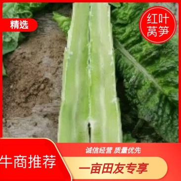 沂南紫叶莴苣丰元果蔬专业合作社产地一手货源全国发货