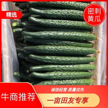 精品密刺黑油亮条形好绿皮绿瓤产地直销货源充足