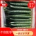 精品密刺黑油亮条形好绿皮绿瓤产地直销货源充足