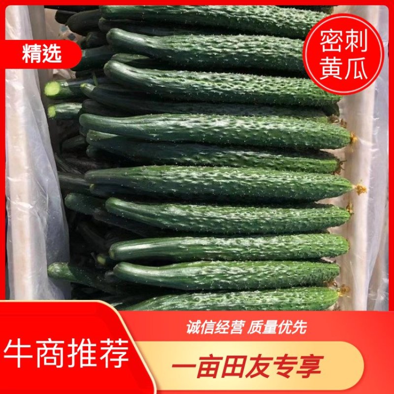 精品密刺黑油亮条形好绿皮绿瓤产地直销货源充足
