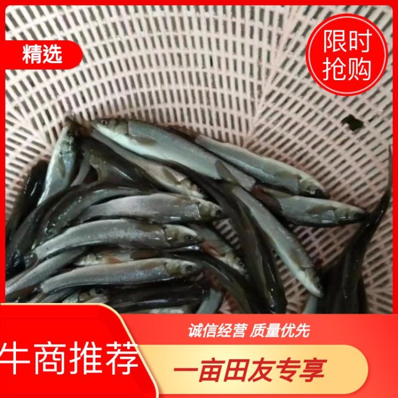 重庆潼南淡水养殖场优良草鱼苗欢迎新老朋友前来光临，草鱼。