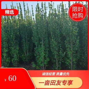 北海道黄杨柱，价格实惠，欢迎客商电话联系，可视频看货