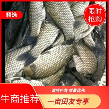 鲫鱼重庆潼南淡水养殖场欢迎各位老板前来光临