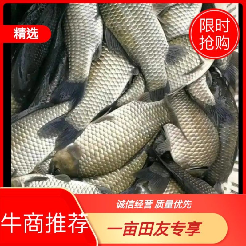 鲫鱼重庆潼南淡水养殖场欢迎各位老板前来光临