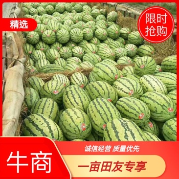 直播苗无籽金城5号西瓜上市了，个均匀，甜度好，皮毛白