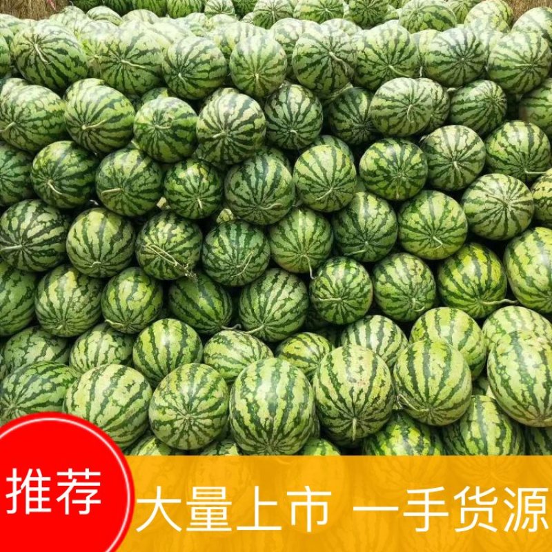 【诚信商家】陕西金城5号西瓜产地，双红金城5号西瓜