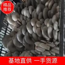 【推荐】精品平菇，蘑菇，大量出货，现货，一手货