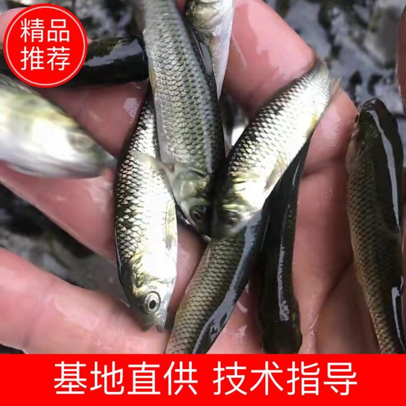 【实力】重庆潼南区草鱼苗技术指导养殖场直发对接批发