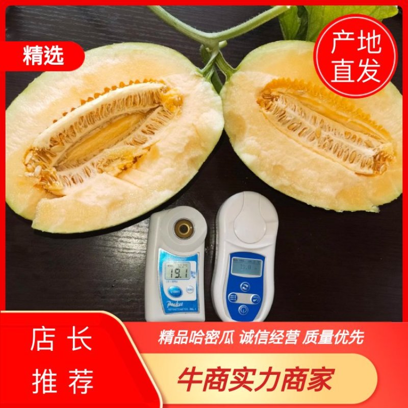 精品内蒙黄皮哈密瓜产地直发欢迎客户前来采购品种多