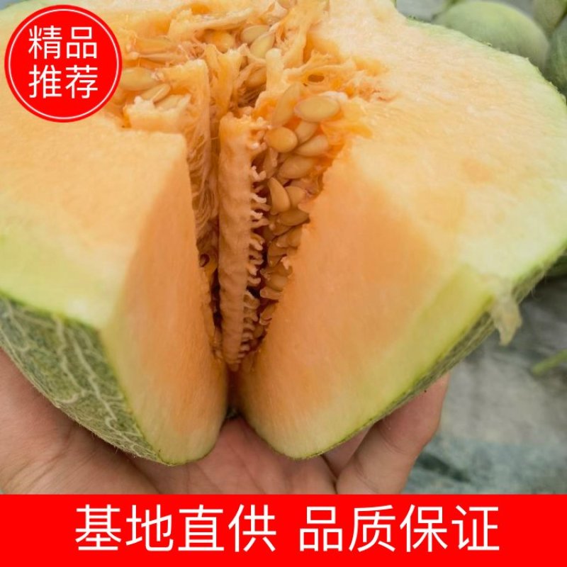 福建精品口口脆大批量上市啦！欢迎客户前来采购