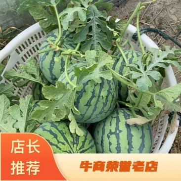 东台精品美都西瓜大量上市甜度高货源充足稳定,大量出货中