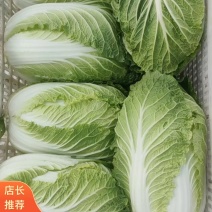 【热销】盐城精品黄心白菜大量上市产地直供量大从优