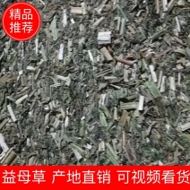 【益母草】益母草粉益母草苗童子益母草纯绿色包含量