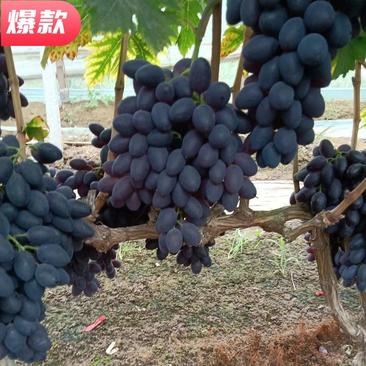河北饶阳a17葡萄大量上市葡萄口感香甜产地直销