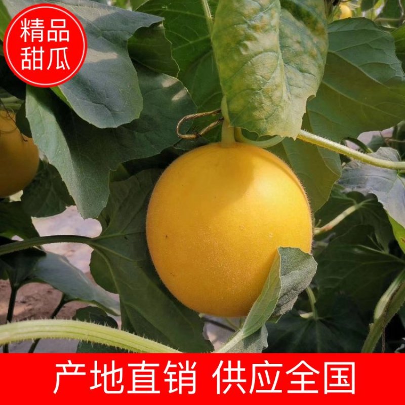 【甜瓜】金红宝甜瓜口感好熟度高产地直销可视频看货