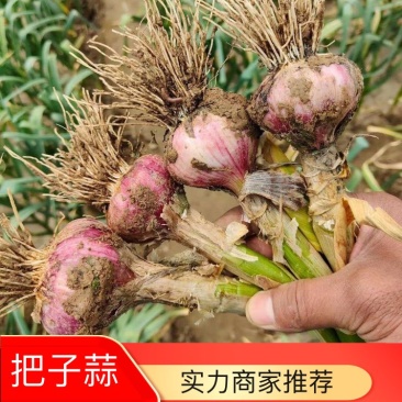 河南把子蒜，蒜头，产地直发，货源充足，电商超市市场量大