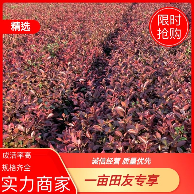 红叶石楠大杯苗基地自产自销货源充足大量供应