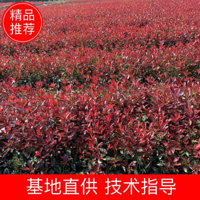 红叶石楠小杯常年供应规格齐全货源充足