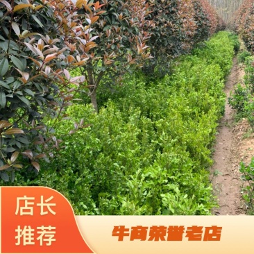 豆瓣黄杨种植基地自产自销货源充足大量供应