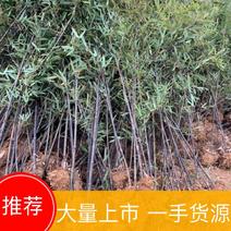 紫竹种植基地常年供应产地自产自销货源充足