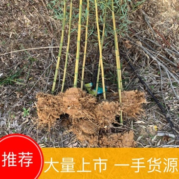 金镶玉竹品种优良货源充足