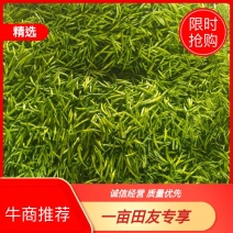 黄花菜3月初大量上市，欢迎预定新鲜黄花菜货好农家自产自销