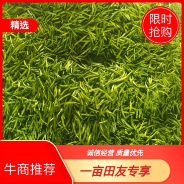 黄花菜3月初大量上市，欢迎预定新鲜黄花菜货好农家自产自销