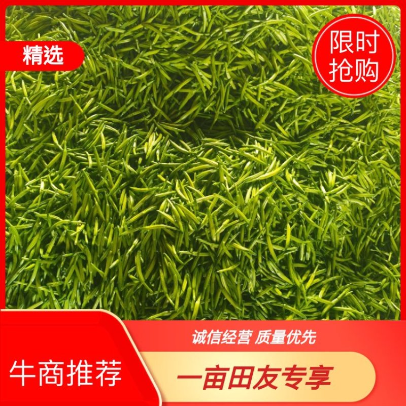 黄花菜3月初大量上市，欢迎预定新鲜黄花菜货好农家自产自销
