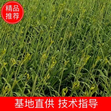 山东新鲜黄花菜大量上市啦欢迎老板咨询选购，量大优惠。
