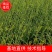 山东新鲜黄花菜大量上市啦欢迎老板咨询选购，量大优惠。