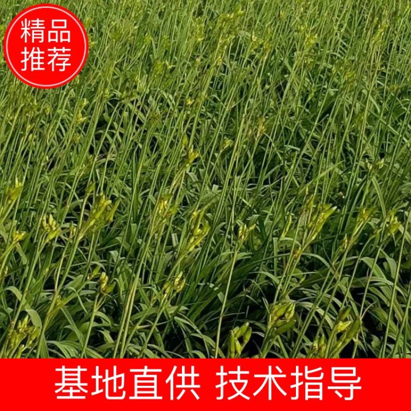 山东新鲜黄花菜大量上市啦欢迎老板咨询选购，量大优惠。