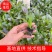 紫叶莴笋苗，亩产6～8吨，红皮绿心，全国顺风空运。