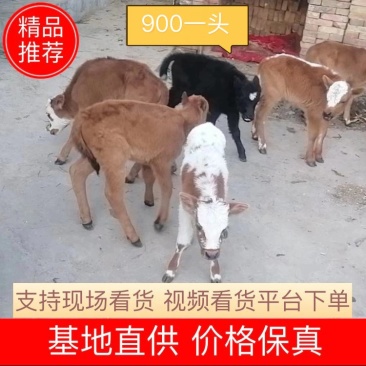 牛犊批发价格真实，900元一头，20头起批，不含运费
